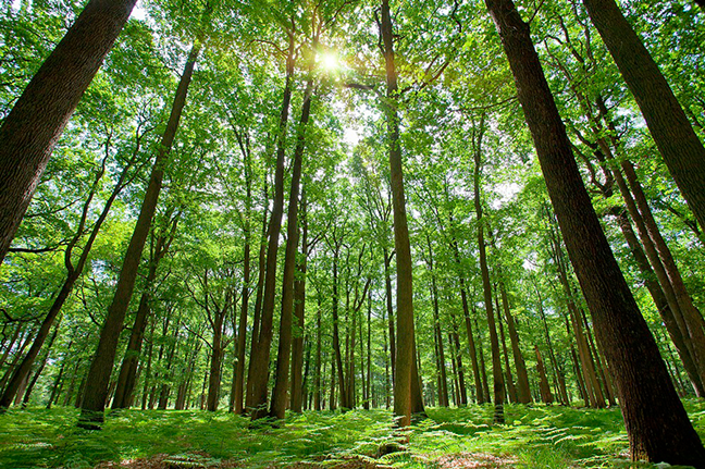 Tesla Model 2 For Intrepid Oil and Gas Companies, Decarbonization Could Create Electrifying Opportunities SAP-Trees